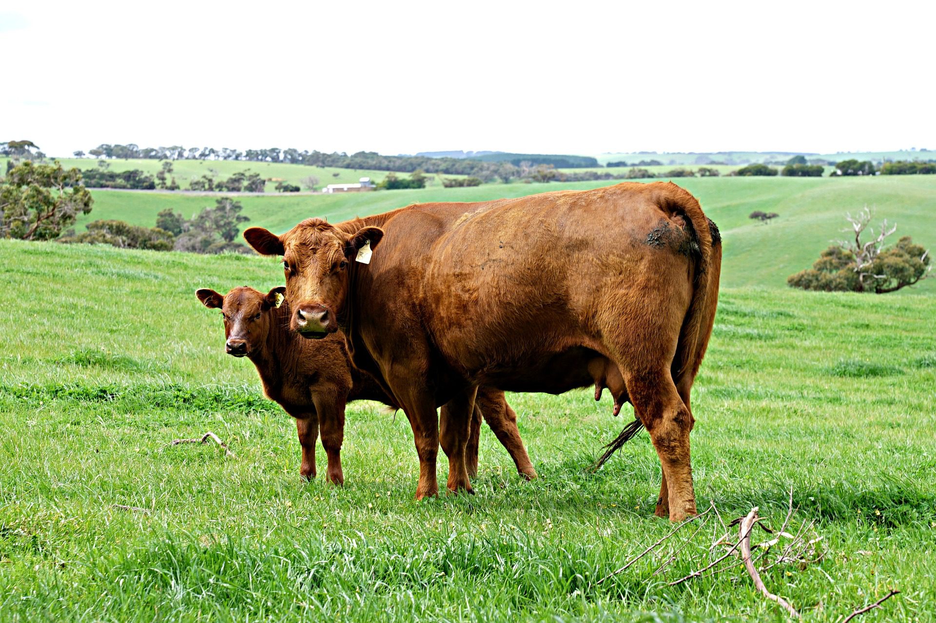 Protect Your Cattle from Flies
