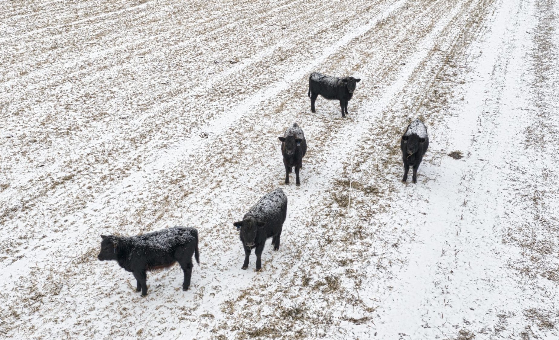 Beef cattle needs during winter