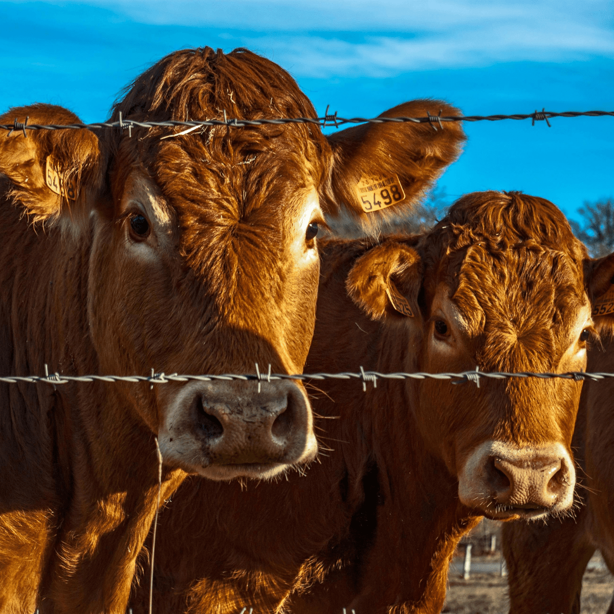 cattle breeding season