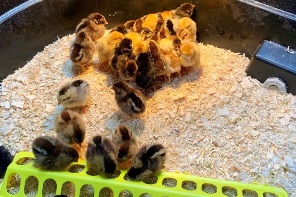 baby chicks with feeder
