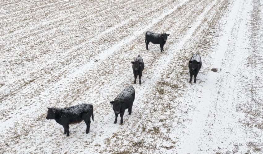 Beef cattle needs during winter