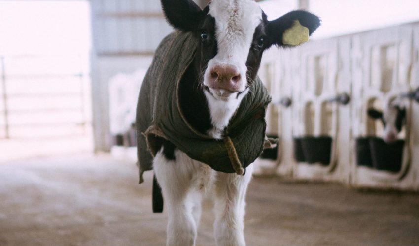 keep your calves warm with calf jackets