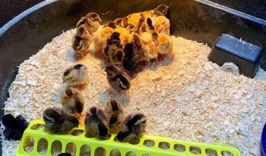 Baby chicks sit under a heat lamp to stay warm