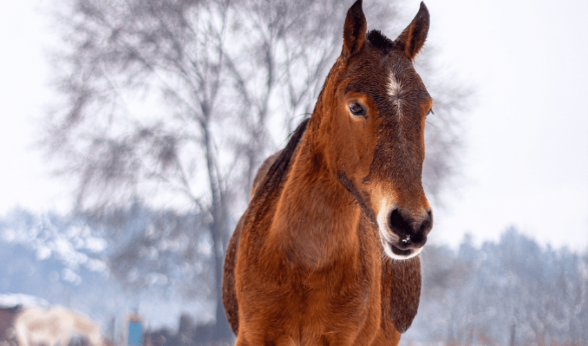 Care for your horse in winter